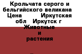 Крольчата серого и бельгийского великана › Цена ­ 600 - Иркутская обл., Иркутск г. Животные и растения » Другие животные   